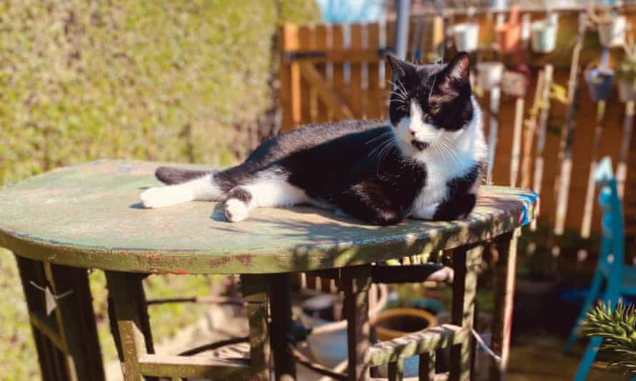 Cat not included.