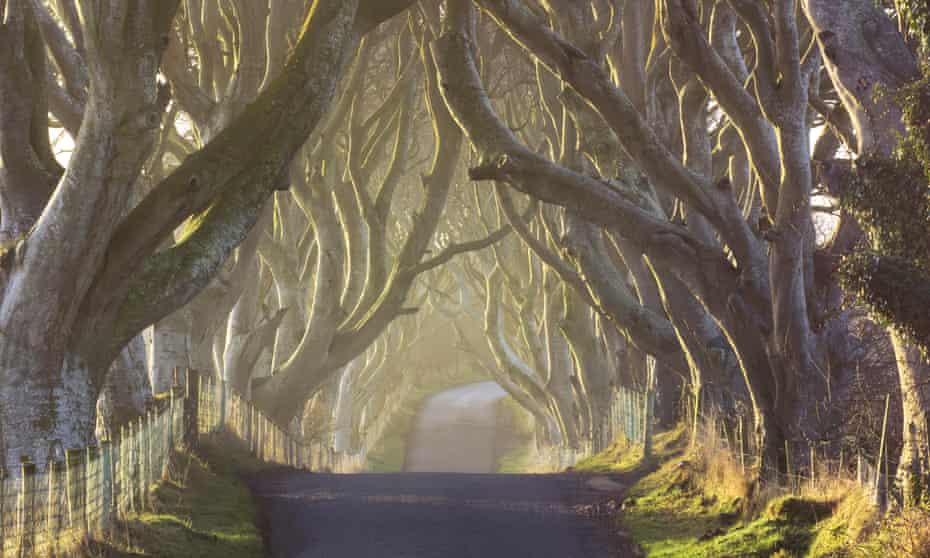 Here comes the sun: a beautiful morning at the Dark Hedges in from County Antrim.