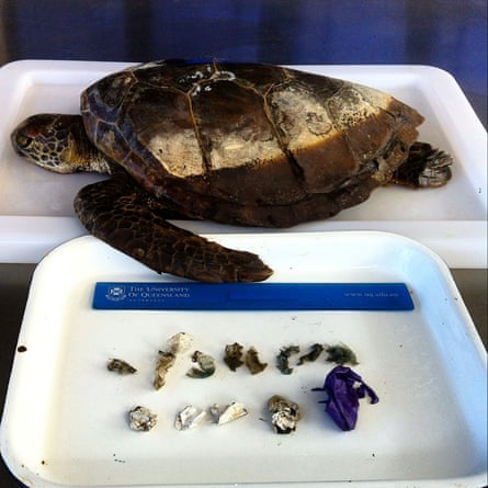 A turtle in a white tray with another white tray with debris from it’s stomach displayed