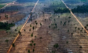 Indonesia forest clearing