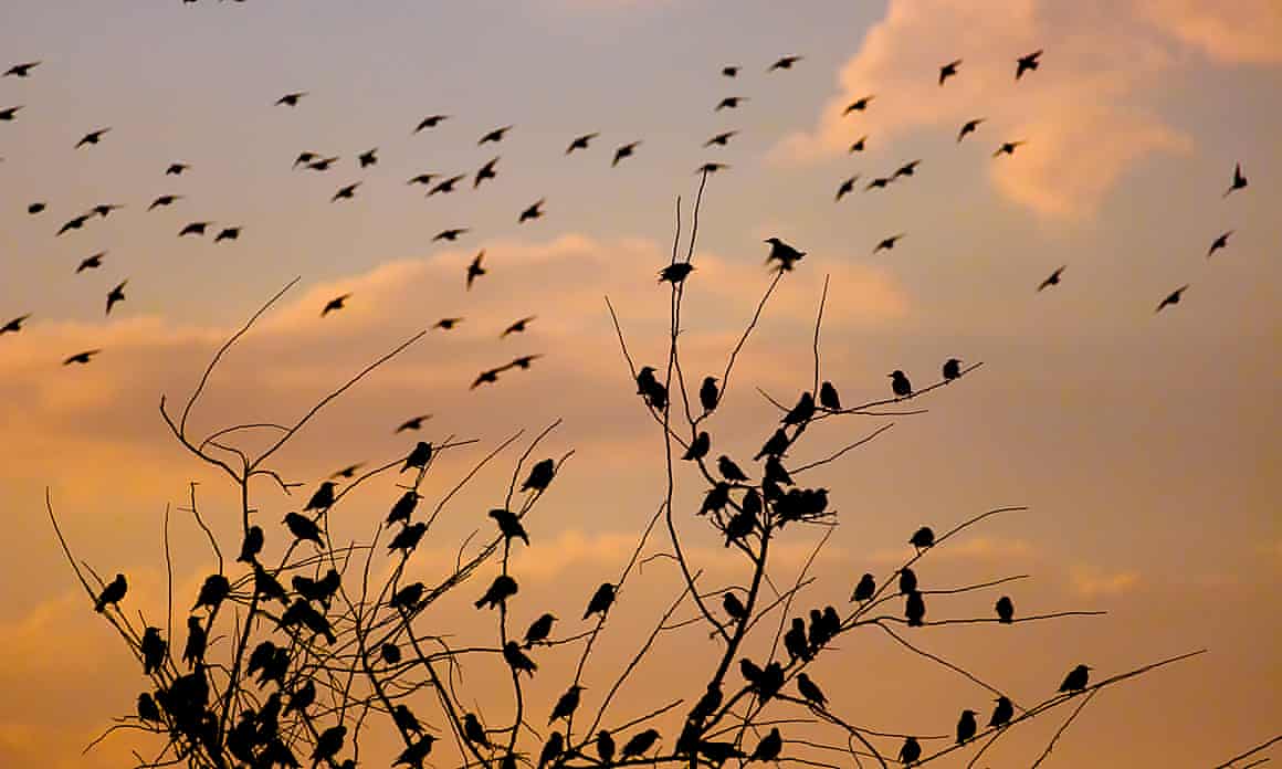 Flock of barn swallows sitting in tree.