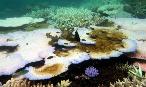Scientists Discover 500 Metre Tall Skyscraper Coral Reef At Australia S Great Barrier Reef Environment The Guardian