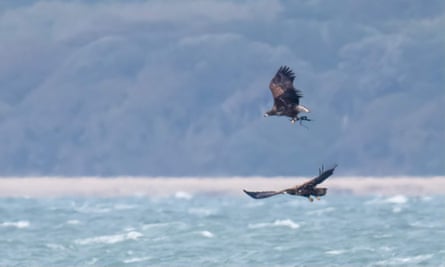 White-tailed eagles have been reintroduced to the Isle of Wight.
