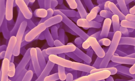 Bifidobacteria, found in the gut.