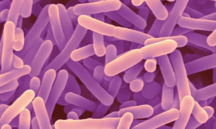 Bifidobacterium are used as a probiotic to promote good digestion, boost immune function, and increase resistance to infection