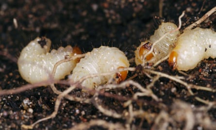 The larvae can destroy pot plants and are a major pest in nurseries.