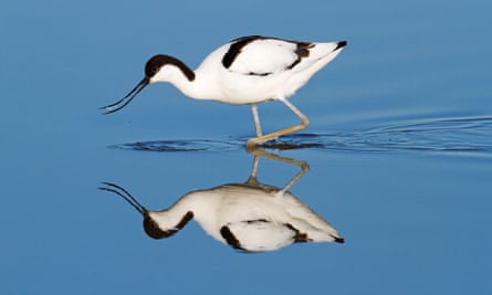 A wading avocet at Minsmere.