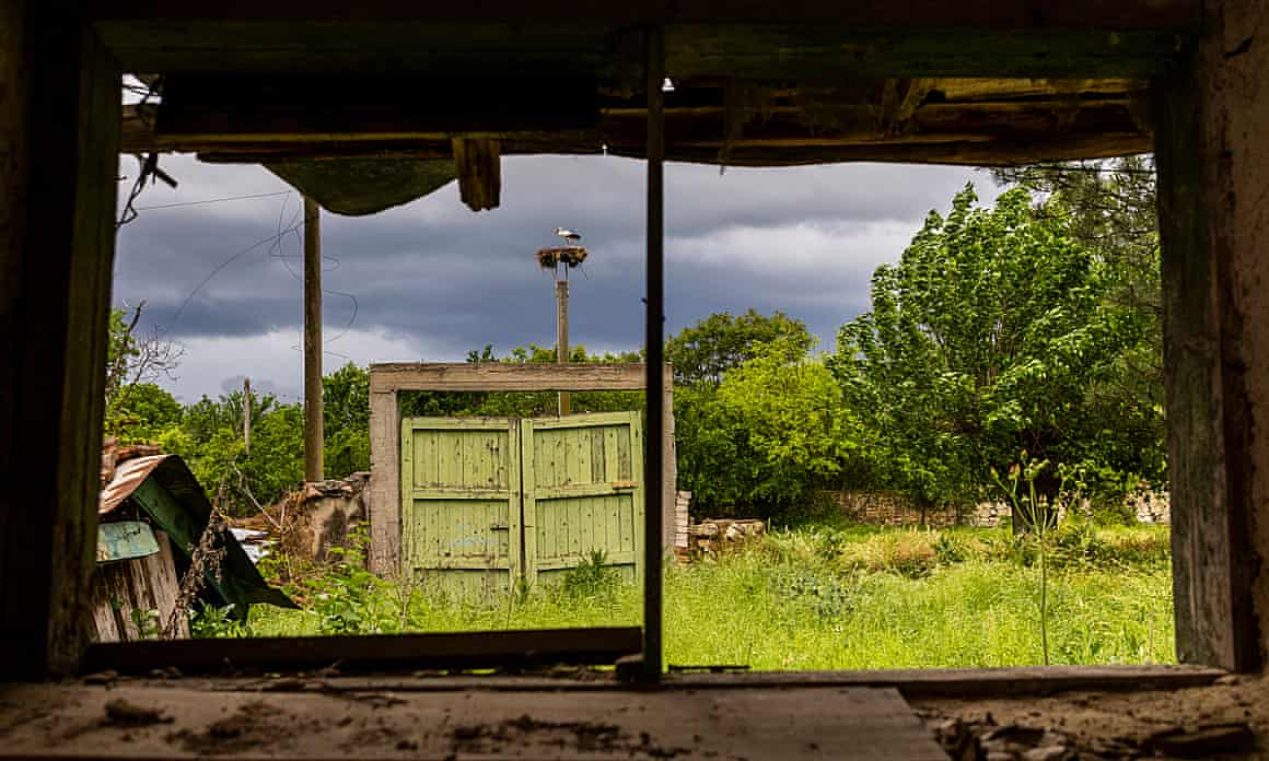 A White Stork returns on its nest, as viewed through the window of a disintegrating shed