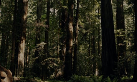 I am now truly afraid of the woods': behind the hunt for Sasquatch | Documentary | The Guardian