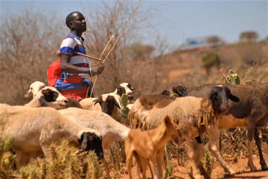 Harrison Saikong has lost more than 100 sheep as a result of the animals feeding on Opuntia stricta.