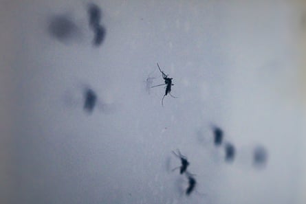 Aedes aegypti mosquitoes trapped in a mosquito net