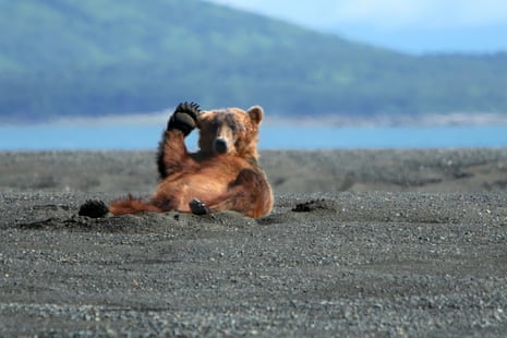A brown bear lying on its back on a dark sand beach in Alaska, holding its head up and appearing to wave