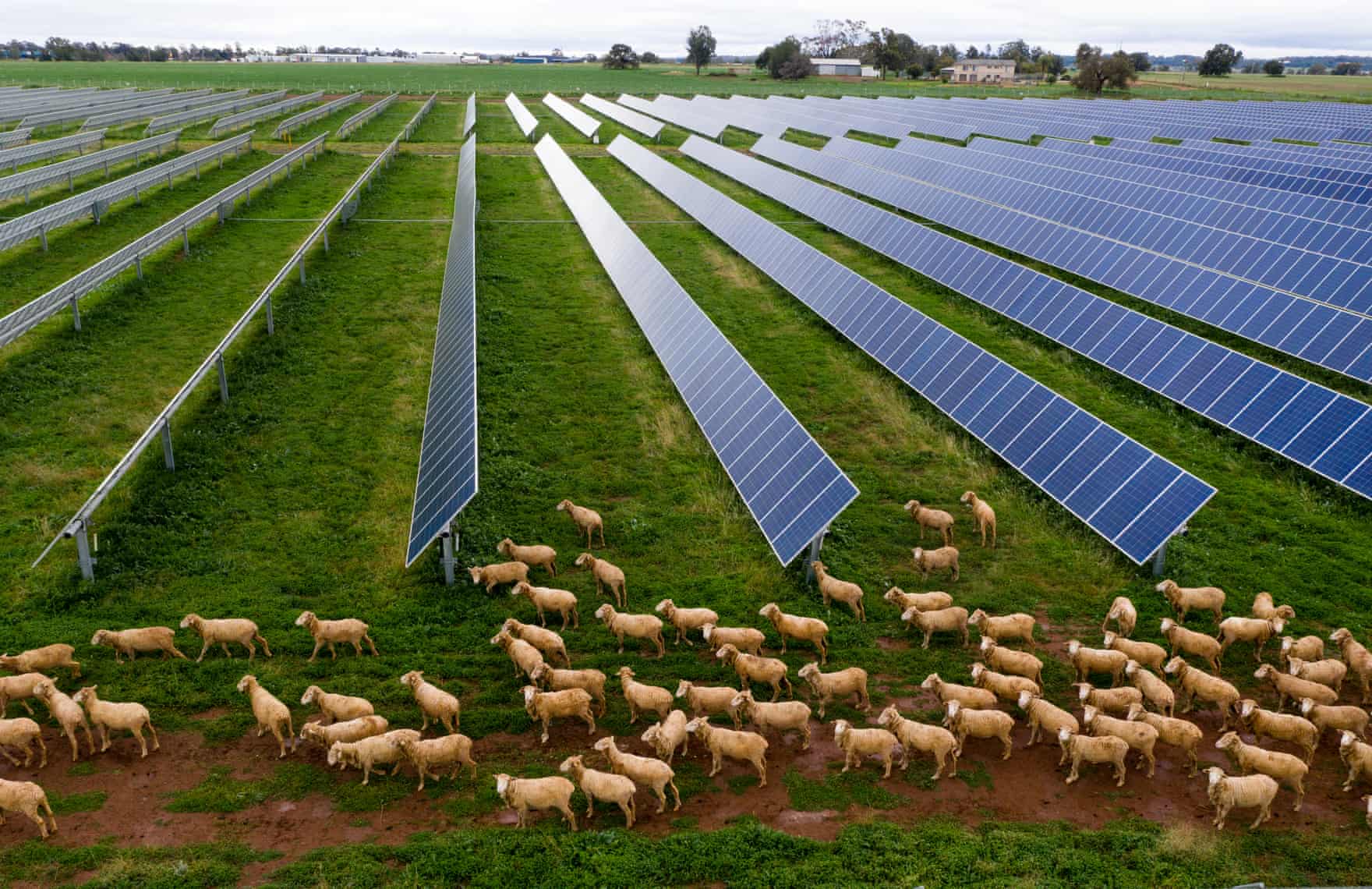 A 55-hectare field of solar panels surrounded by sheep on a farm in western Australia