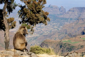 an adult Gelada baboon in Simien Mountains National Park, Ethiopia