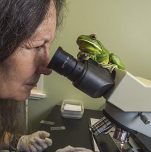 Deborah Pergolotti at work in the Cairns frog hospital last week under the watchful eye of a white-lipped tree frog, which has a damaged right eye and water retention.