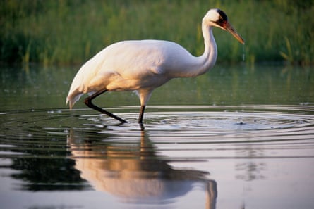 A female whooping crane hunting in a pond at the International Crane Foundation in Baraboo, WI.