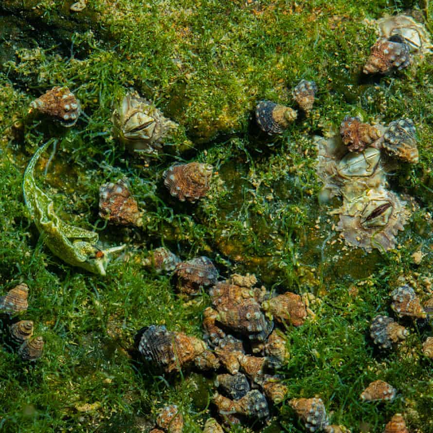 Une limace de mer Elysia se nourrissant d'algues dans un bassin de marée.
