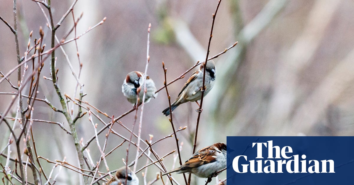 Country diary: Little rituals to help sparrows and wrens | Paul Evans
