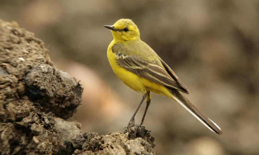 'An effing canary': a yellow wagtail