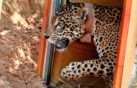 Jaguar wearing monitoring collar