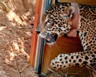 How Bolivia’s breakthrough in jaguar rehabilitation could bring the big cat back from the brink