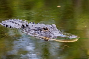 An American alligator floats in a channel near the new detention center Alligator Alcatraz’s entrance in Ochopee, Florida, US