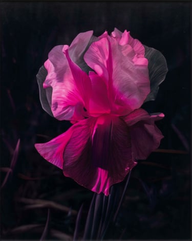 ingest and reconstitute a wide range of practices and ideas,” explains Oppenheim.