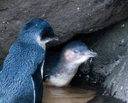 the little penguins at St Kilda.