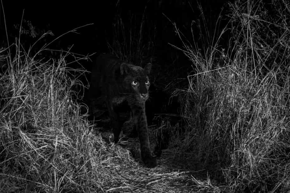 Night vision zoology application | Black panther image captured at night.