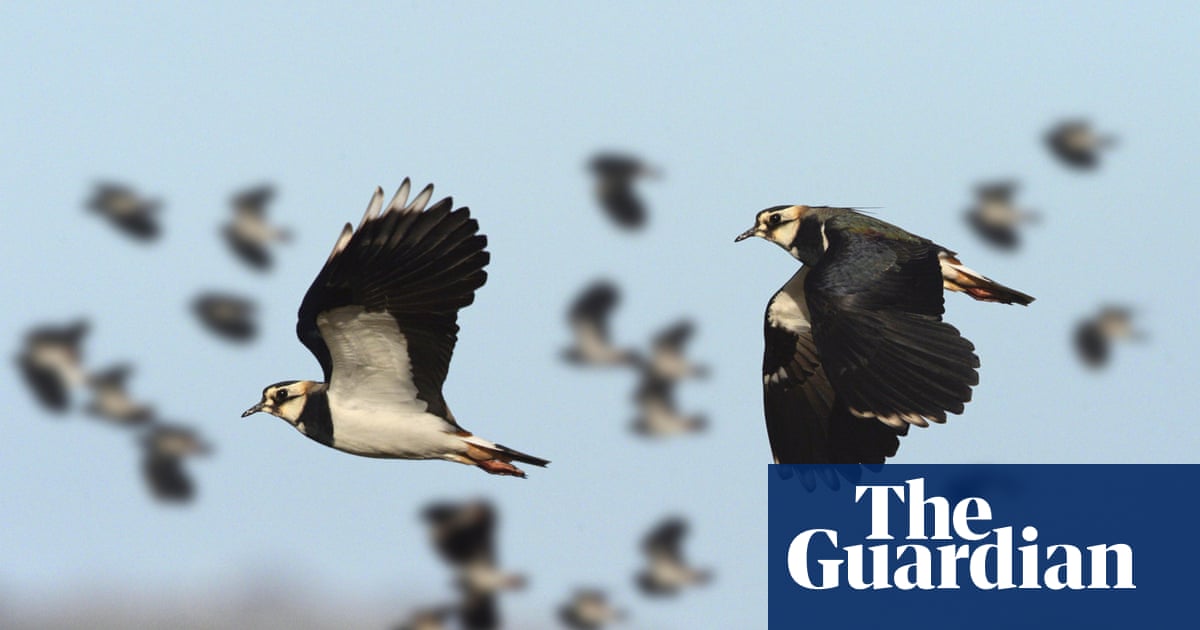 Country diary: Lapwings are birds of my childhood – finally they have returned | Birds Country diary: Lapwings are birds of my childhood – finally they have returned | Birds