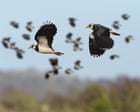 Country diary: Lapwings are birds of my childhood – finally they have returned | Kate Blincoe