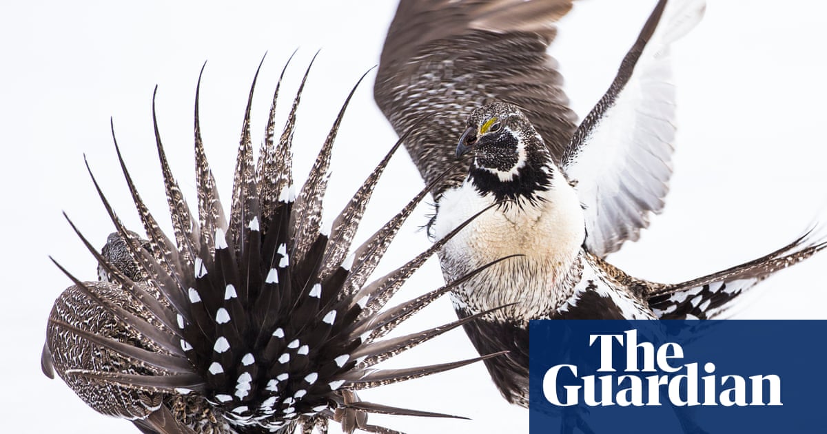 2019 Audubon photography awards winners – in pictures | Environment