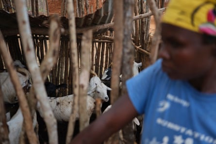 A woman standing next to a pen with goats in it