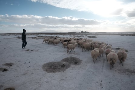 A man with a flock of sheep.
