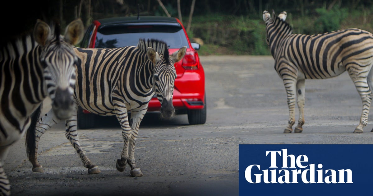 Escaped zebras bamboozle Maryland officials: ‘They’re just too fast’