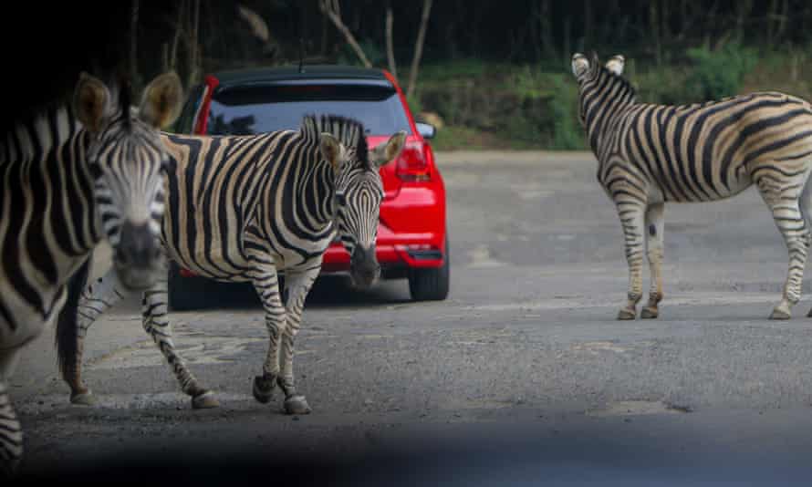 zebras at a safari park