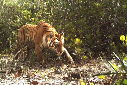 Tiger habitat in the Sundarbans could become completely flooded.