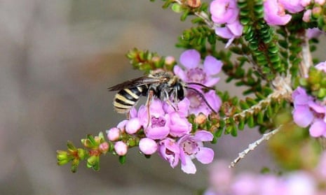 L gracilipes, one of the bee species assessed as ‘vulnerable’. Australia’s ‘black summer’ bushfires have been found to have threatened 11 species of bees.