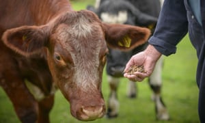 A farmer feeding cattle.