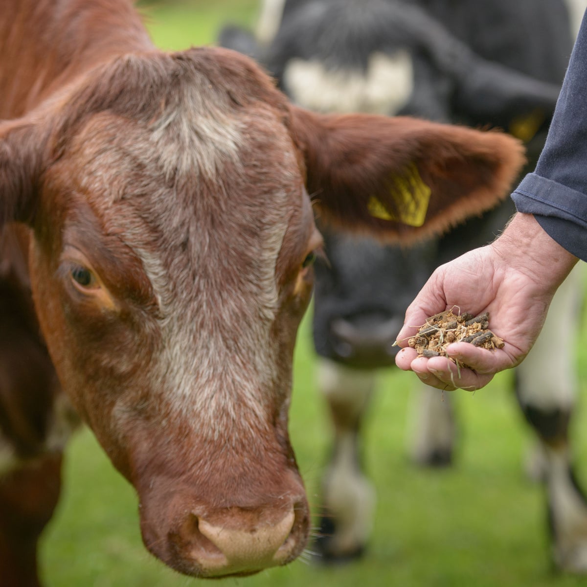 Farm animals can eat insects and algae to prevent deforestation | Farming |  The Guardian