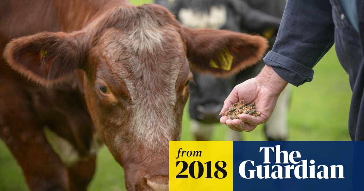 Legal plastic content in animal feed could harm human health, experts warn  | Plastics | The Guardian
