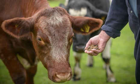 Close up of farmer feeding cattle by hand