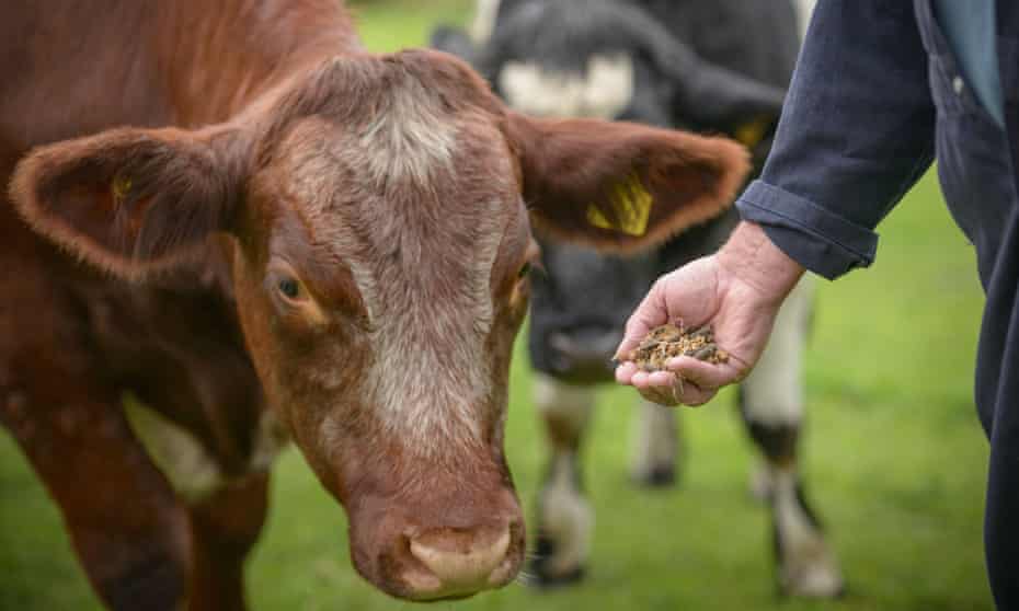 A farmer feeds a cow with GM food supplement.