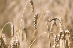 Ears of wheat.