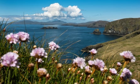 Thrift or sea pink flowers.