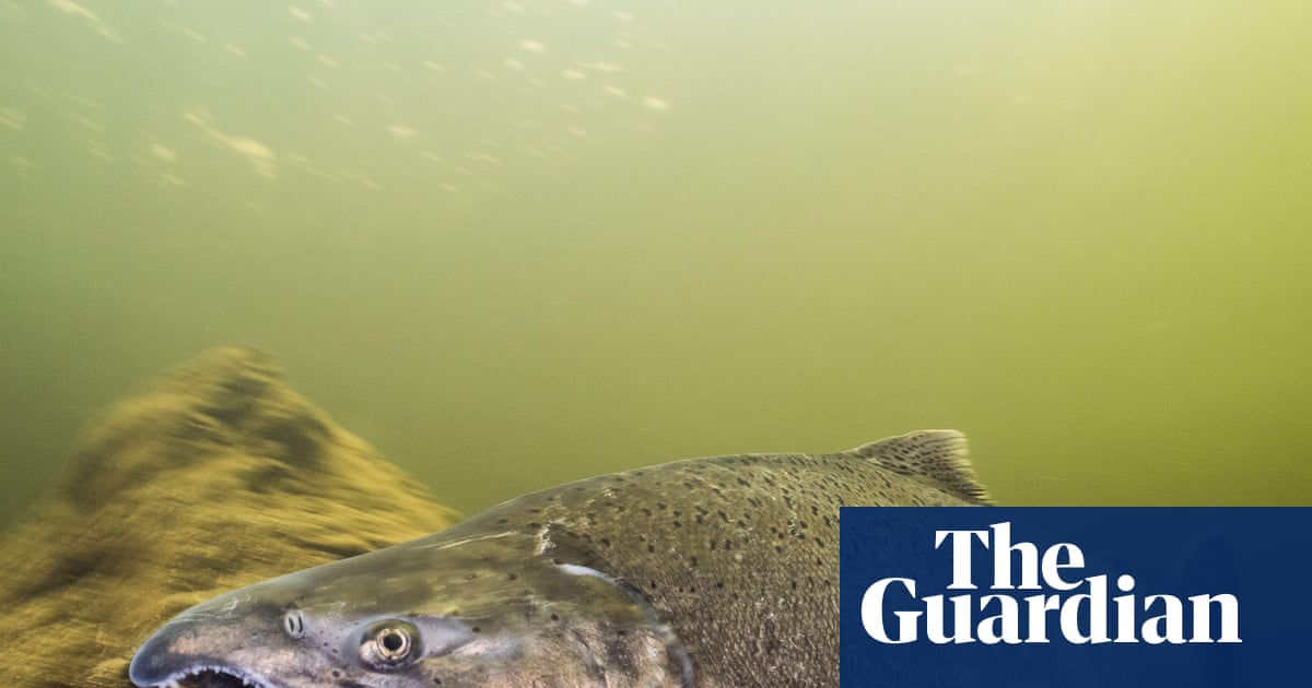 After nearly 100 years, adult winter-run Chinook salmon seen in California river