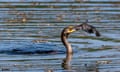 A black bird with only its long skinny neck out of rippling water holds a bird in its yellow beak.
