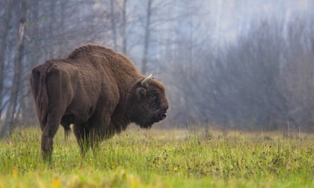 A bison grazes in the Białowieża forest.