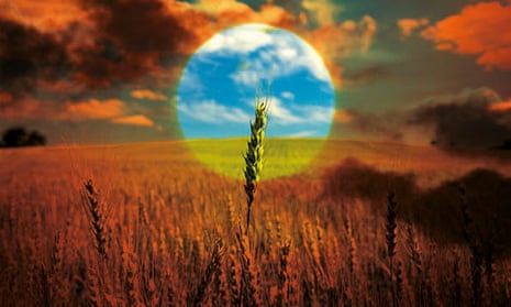 Composite image of a stalk of wheat sticking up above others in a field, picked out as though by a bright circle of light through a hot, menacing  orange haze