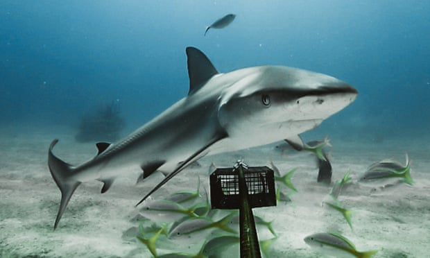 Unsustainable fishing has devastated shark numbers across the world’s coral reefs.